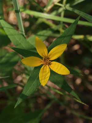 Helianthus microcephalus (Small Woodland Sunflower)