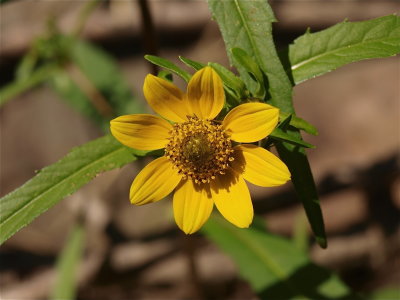 Bidens cernua (Nodding Bur-Marigold)