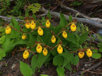 Cypripedium calceolus (Yellow Lady's-Slipper) - Large Cluster