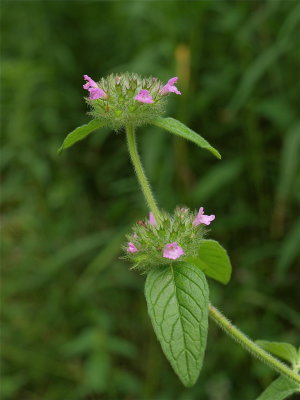 Clinopodium vulgare (Wild Basil)
