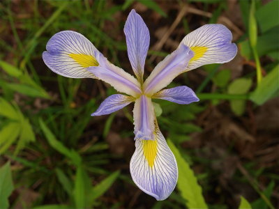 Iris virginica (Virginia Iris)