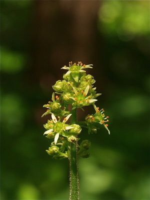 Micranthes pensylvanica (Swamp Saxifrage) - Greenish Flowers