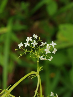 Galium asprellum (Rough Bedstraw)