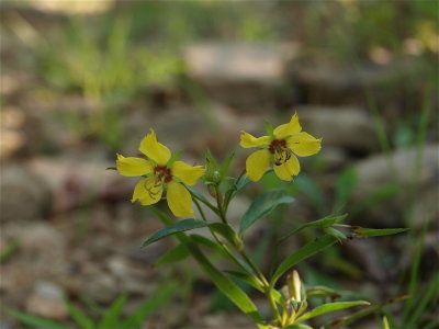 Lysimachia lanceolata (Lance-Leaved Loosestrife)