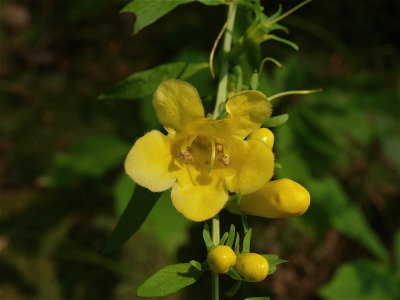 Aureolaria flava (Smooth Yellow False Foxglove)