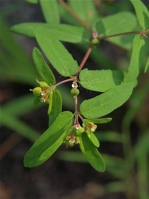 Euphorbia nutans (Nodding Spurge)