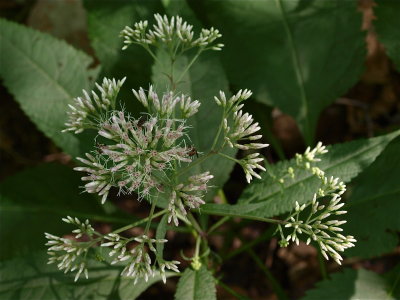 Eutrochium species (Joe-Pye-Weed) - Pale Flowers