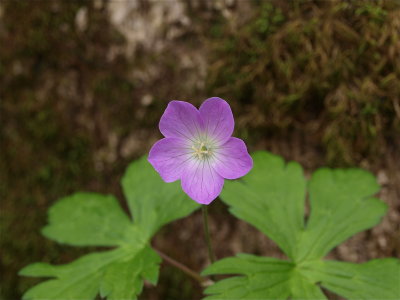 Geranium maculatum (Wild Geranium)