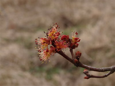 Acer rubrum (Red Maple) - Male Flowers