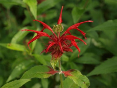 Monarda didyma (Bee-Balm)