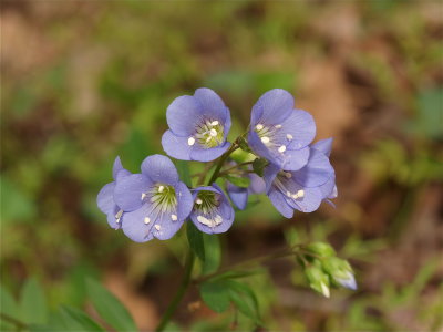 Polemonium reptans (Greek Valerian) - White Stamens