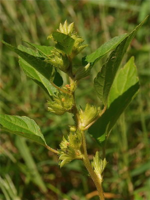 Acalypha rhomboidea (Common Three-Seeded Mercury)