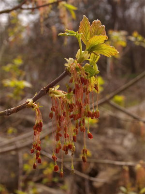 Acer negundo (Ash-Leaved Maple)
