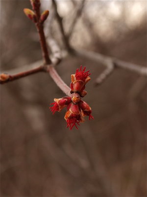 Acer rubrum (Red Maple) - Female Flowers