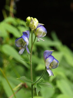 Aconitum noveboracense (Northern Blue Monkshood)