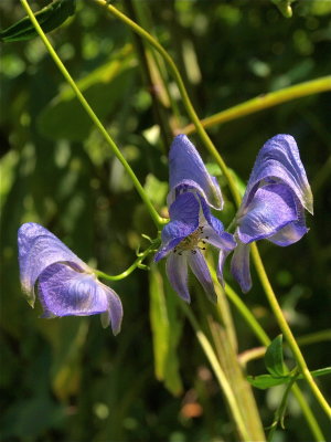 Aconitum uncinatum (Southern Blue Monkshood)