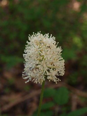 Actaea pachypoda (White Baneberry)