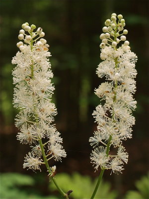 Actaea racemosa (Black Cohosh)