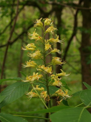 Aesculus glabra (Ohio Buckeye)