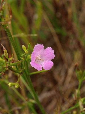 Agalinis paupercula (Small-Flowered Purple False Foxglove)