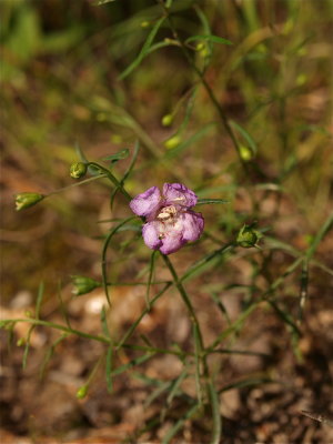 Agalinis tenuifolia (Slender Purple False Foxglove)