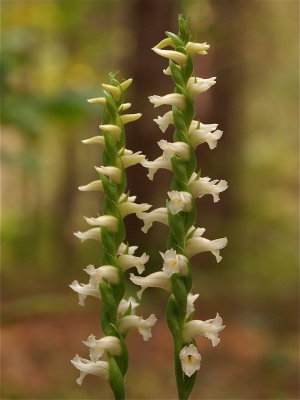 Spiranthes ochroleuca (Yellow Ladies'-Tresses)