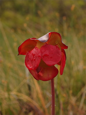 Sarracenia purpurea (Purple Pitcher-Plant) - Outside View