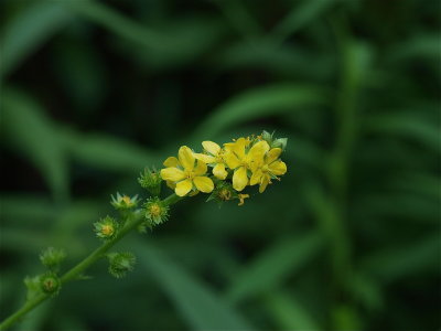 Agrimonia species (Agrimony)