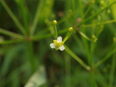 Alisma subcordatum (Small Water-Plantain)