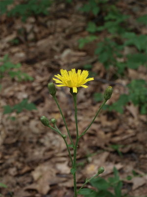 Hieracium canadense (Canada Hawkweed)