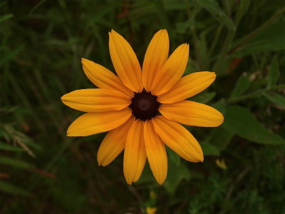 Rudbeckia hirta (Black-Eyed Susan)