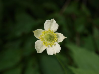 Anemone virginiana (Thimbleweed)