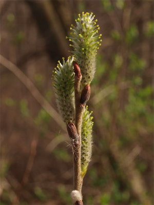 Salix species (Willow) - Female Flowers