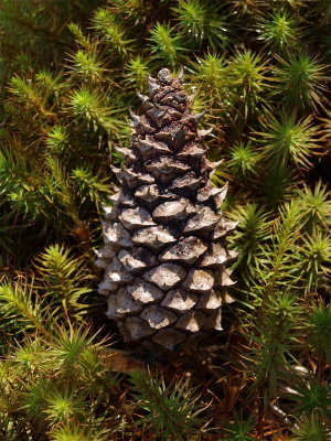 Pinus virginiana (Scrub Pine)