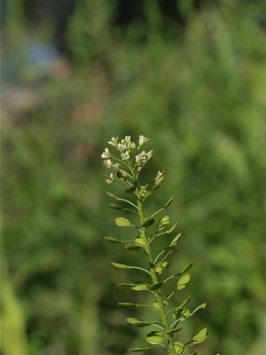 Lepidium virginicum (Virginia Pepperweed)