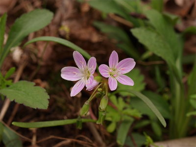 Claytonia virginica (Virginia Spring-Beauty)
