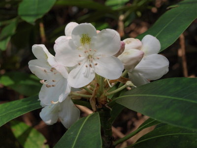 Rhododendron maximum (Great Rhododendron) - White Flowers