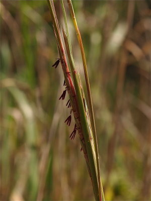 Schizachyrium scoparium (Little Bluestem)