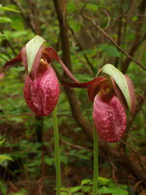 Cypripedium acaule (Pink Lady's-Slipper) - Dark Flowers
