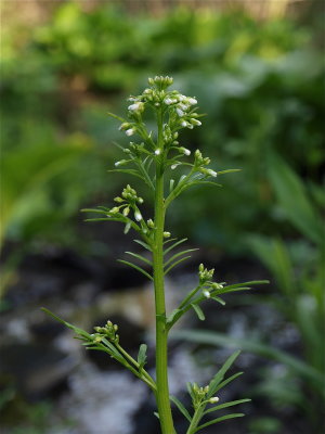 Cardamine pensylvanica (Pennsylvania Bittercress)