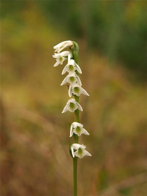 Spiranthes lacera (Slender Ladies'-Tresses) - Vertical Flower Arrangement