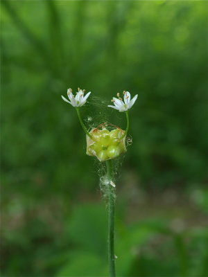 Allium canadense (Wild Garlic)