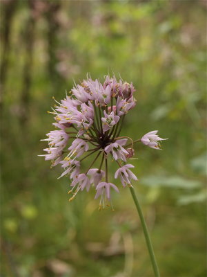 Allium cernuum (Nodding Wild Onion)