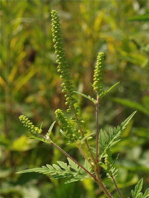 Ambrosia artemisiifolia (Common Ragweed)