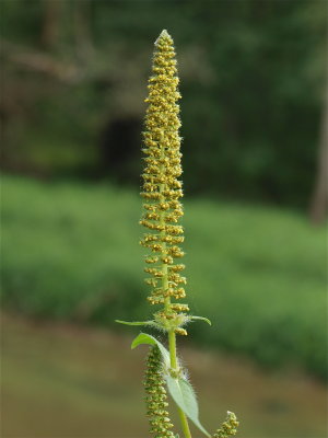 Ambrosia trifida (Great Ragweed)