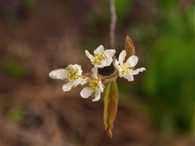 Amelanchier species (Shadbush)
