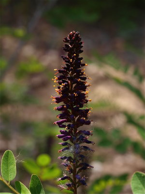 Amorpha fruticosa (Indigo-Bush)