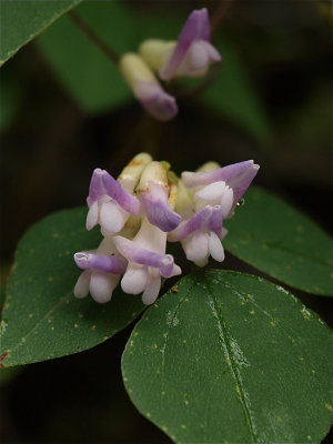 Amphicarpaea bracteata (Hog-Peanut)