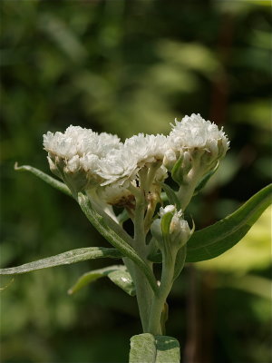 Anaphalis margaritacea (Pearly Everlasting)