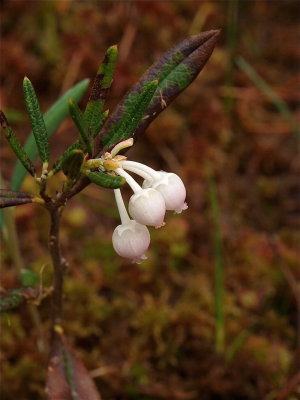 Andromeda polifolia (Bog Rosemary)